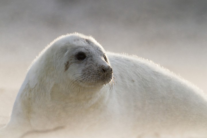 Kegelrobbe Halichoerus grypus